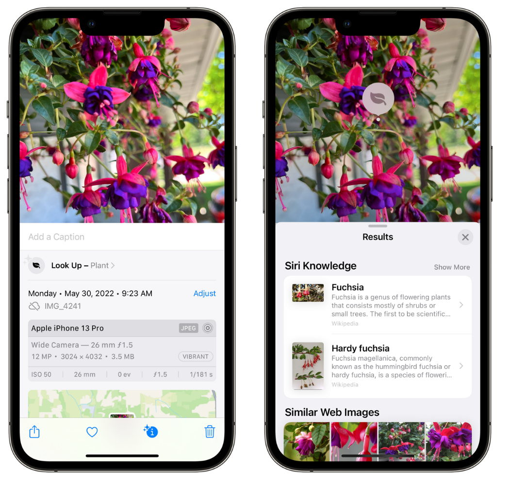 霞山苹果手机维修分享小技巧：使用 iPhone 相机识别花卉植物 